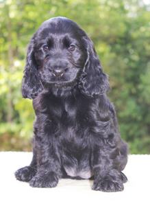 Deimos